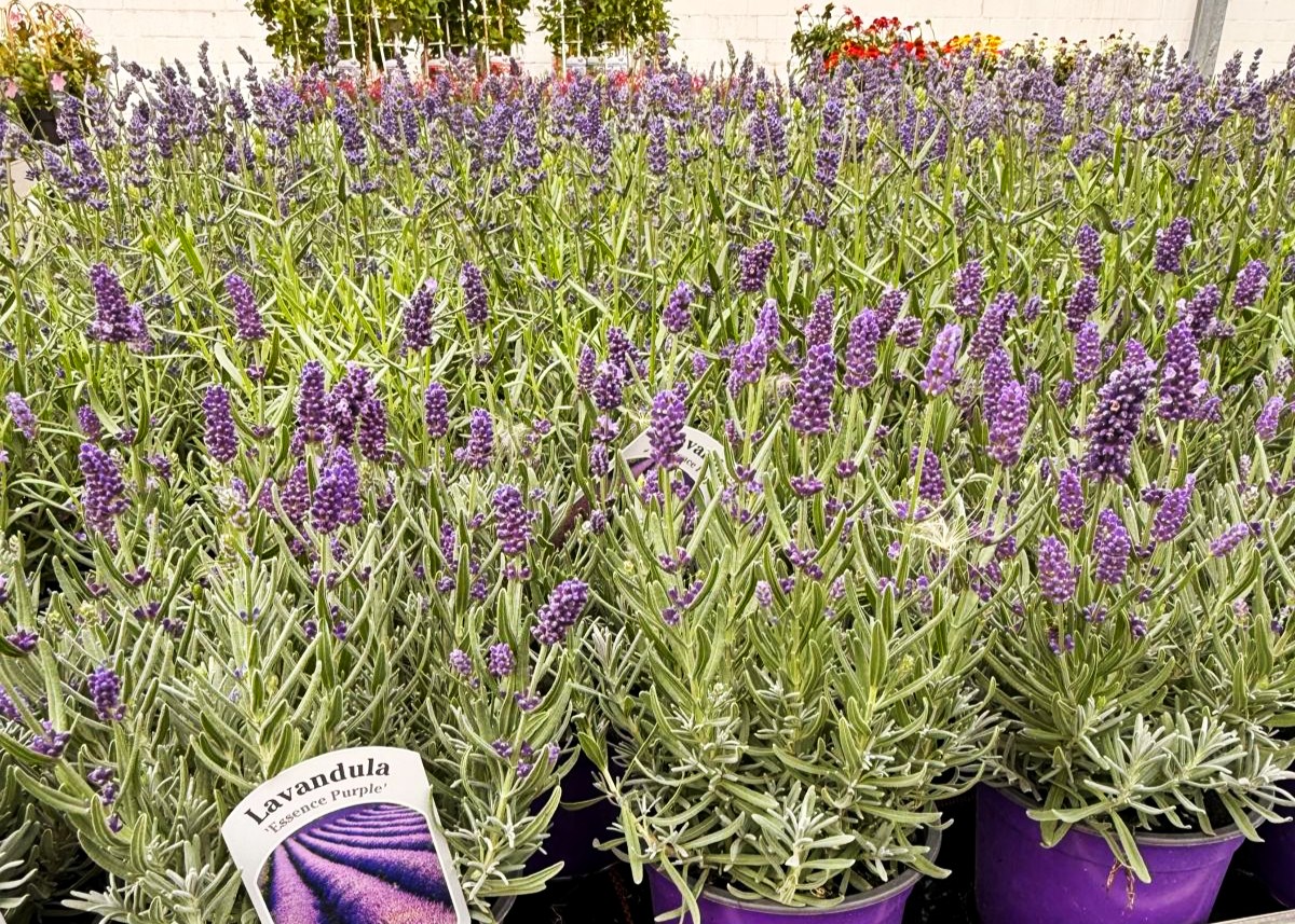 Monheimer Blumenmarkt
